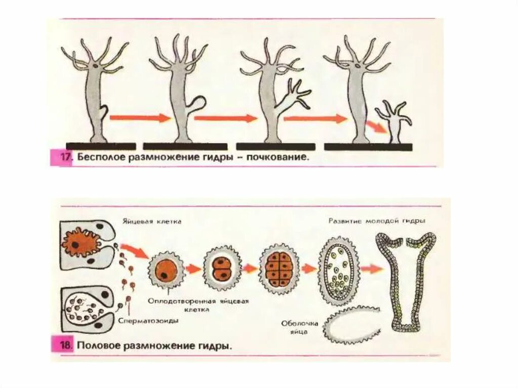 Условия бесполого размножения. Схема бесполого размножения гидры. Размножение гидры схема. Половое размножение гидры схема. Бесполое размножение гидры пресноводной.