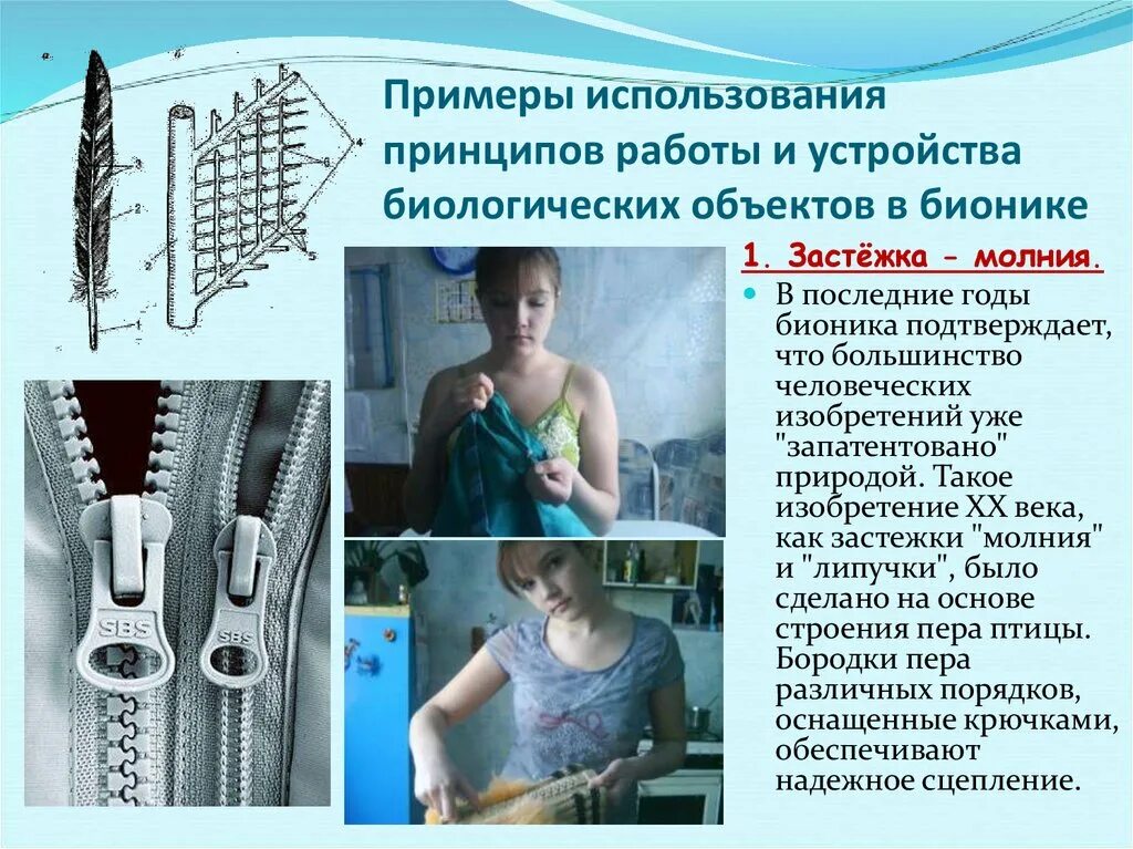 Примеры бионики в биологии. Застежка молния бионика. бионика примеры. бионика изобретения. бионика примеры использования.
