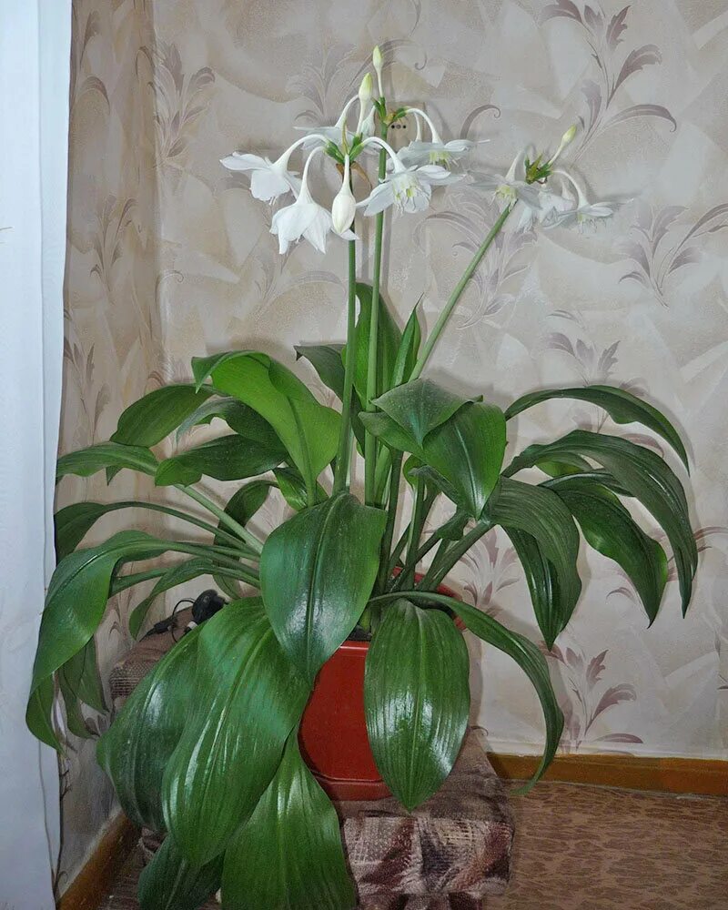 Белый цветок домашний название. Эухарис амазонский. Эухарис Амазонская Лилия. Эухарис грандифлора. Лилия (Амазонская Лилия эухарис).