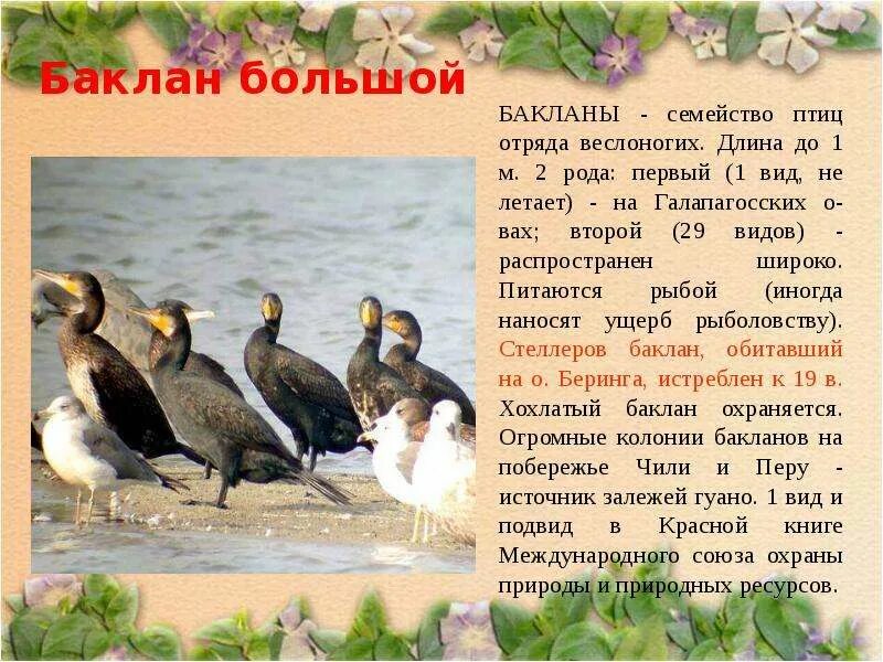 Стеллеров Баклан красная книга. Баклан описание. Информация о птице Баклан. Баклан доклад.