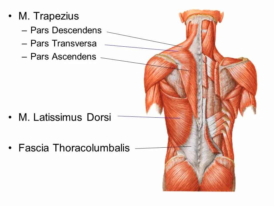 Фасции спины. Фасция thoracolumbalis. Пояснично-грудная фасция анатомия. M Trapezius m Latissimus Dorsi.