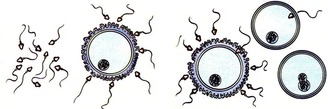 Мужская половая клетка. Рисунок половых клеток яйцеклетки. Половые клетки оплодотворение. Сперматозоид и яйцеклетка рисунок. Биологическая неполноценность половых клеток.