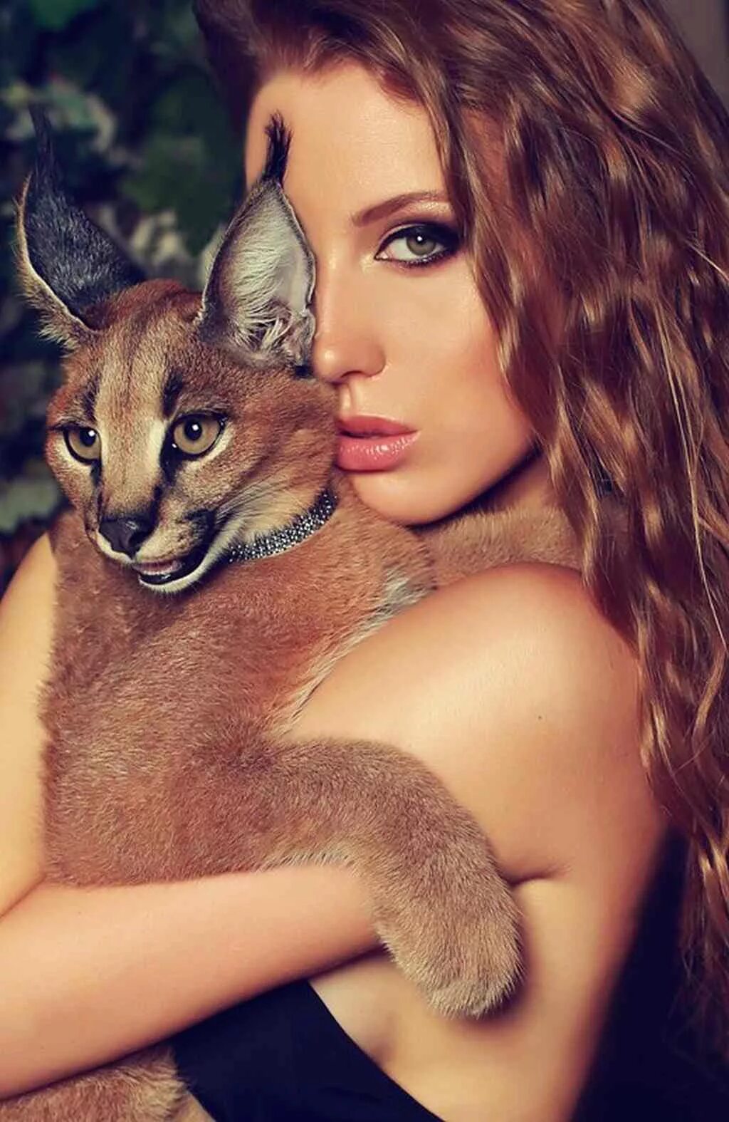 Красивая девушка с кошкой. Красивые девушки с животными. Фотосессия с дикой кошкой. Девушка рысь