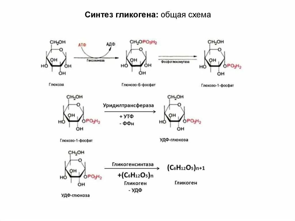 Биосинтез гликогена. Синтез гликогена биохимия схема. Биосинтез гликогена схема. Схема синтеза гликогена из Глюкозы. Общая схема синтеза гликогена.