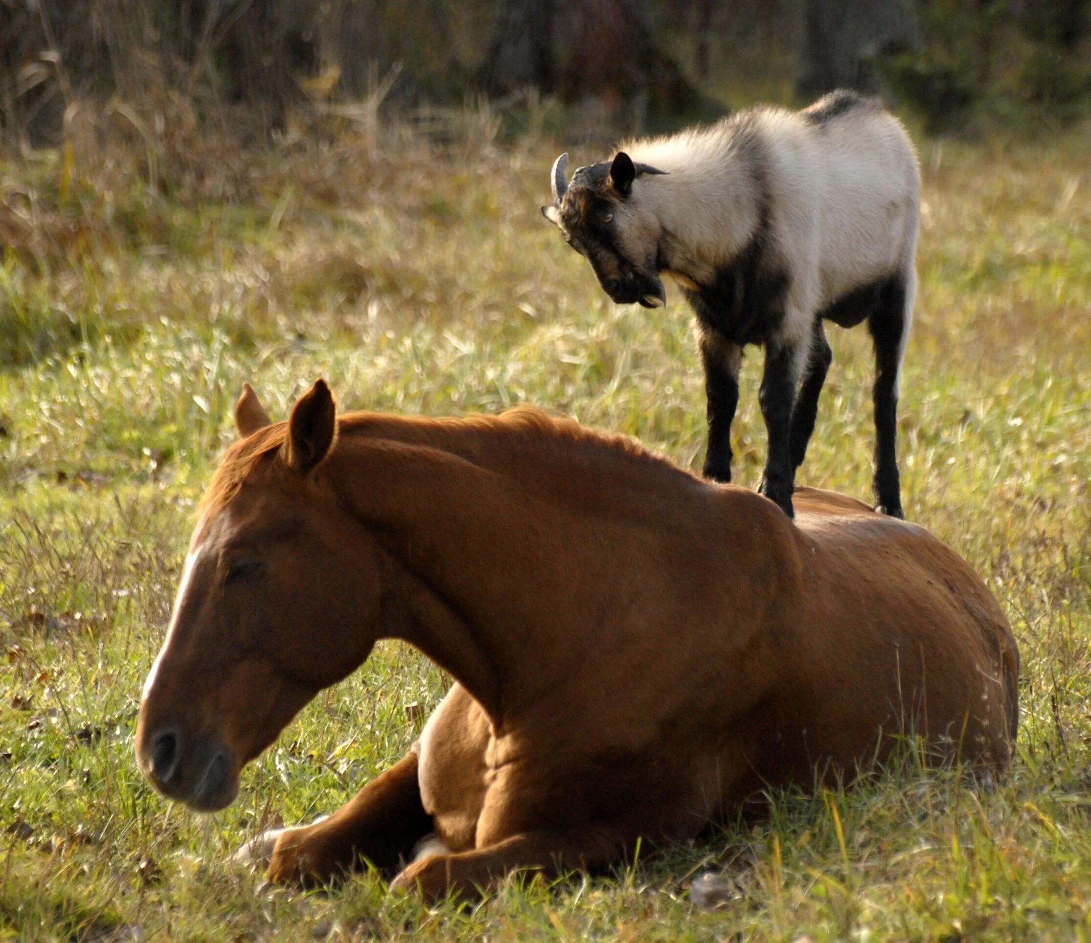 Лошадь. Лошадь и коза. Лошади с другими животными. Домашние животные лошадь.
