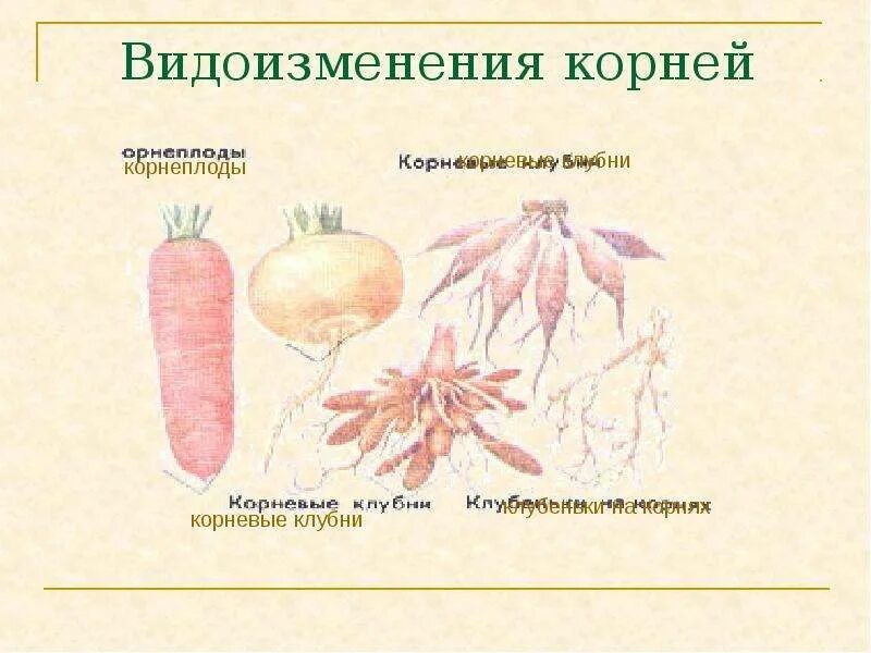 Корневые видоизменения. Видоизмененный корень корневые шишки. Корнеплод корневые клубни таблица.