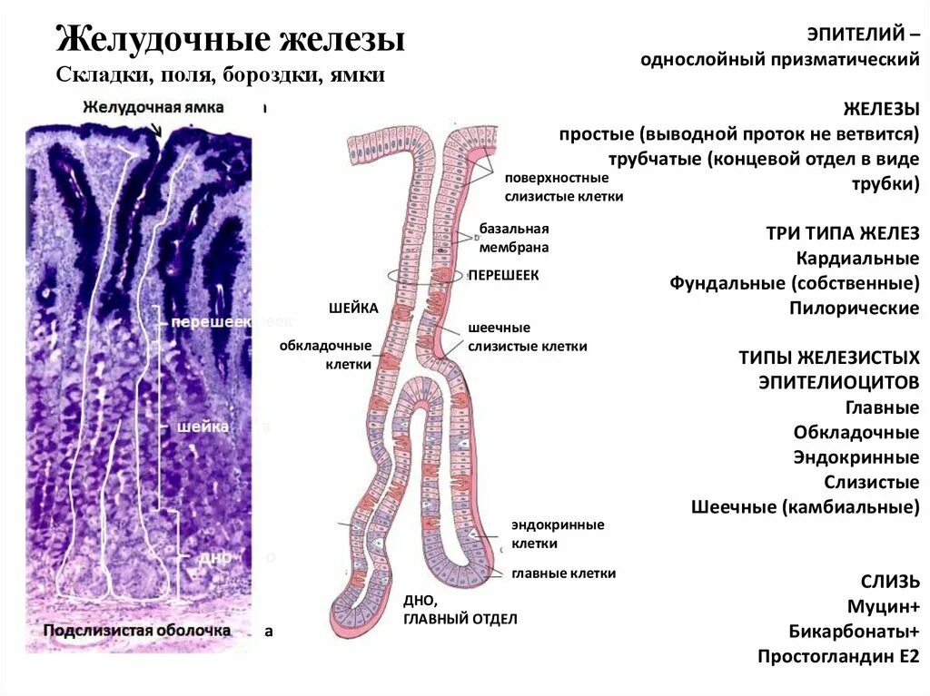 Клетки пищевода. Строение железы желудка гистология. Слизистая оболочка желудка гистология строение. Фундальные железы желудка гистология. Дно желудка гистология фундальные железы.