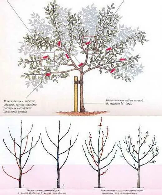 Весенняя обрезка черешни. Схема обрезки черешни весной. Весенняя обрезка черешни схема. Кустовидная вишня формировка. Можно ли обрезать вишню