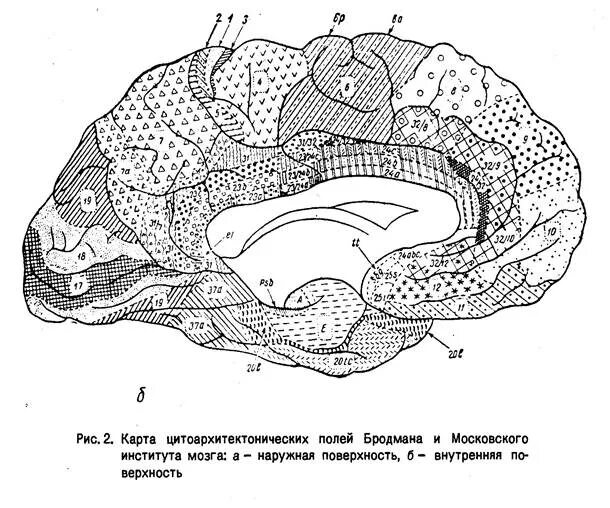 Цитоархитектонические поля коры головного мозга Бродмана. Карта цитоархитектонических полей коры головного мозга. Зоны Бродмана. Третичные поля мозга