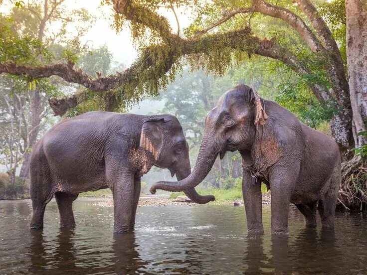 День слонов. Год слона. Круг слонов. Two elephants