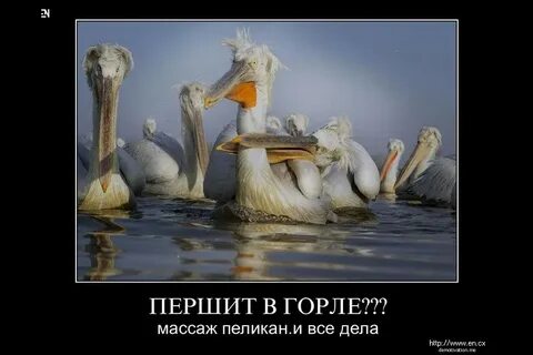 Что значит пиликать