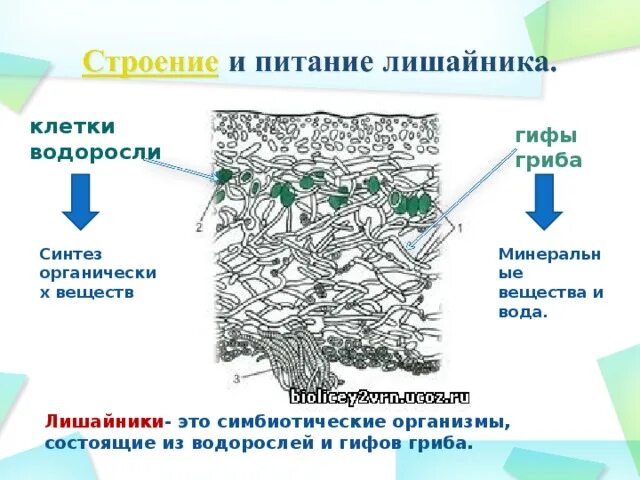 Гриб и водоросль в составе лишайника. Внутреннее строение и питание лишайника. Форма соединения водоросли и гриба в лишайнике. Функции грибных клеток в организме лишайника. Строение лишайника.