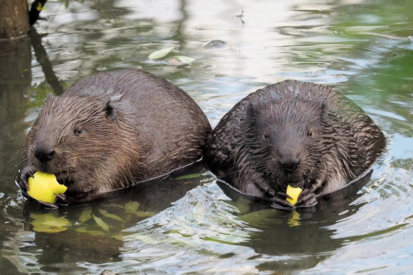 Два бобра. Бобры любовь. Бобр и бобриха. Таркос 2 бобра. Пара бобров.