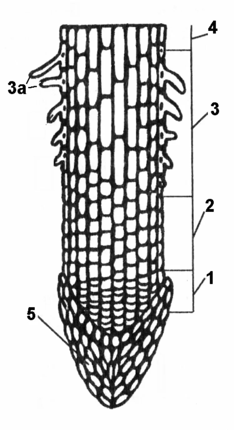 Строение зоны корня рисунок. Строение корня зоны. Строение корня растения зоны корня. Корневой чехлик зона деления. Зоны корня чехлик.