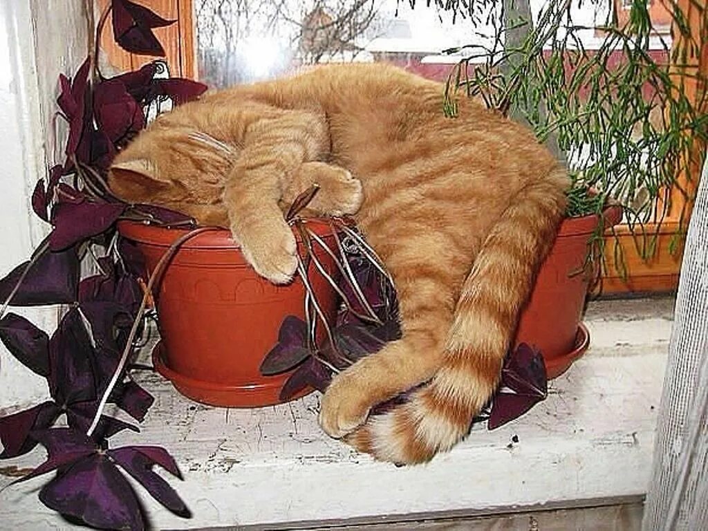 Рыжий кот юмор. Прикольный рыжий кот. Спящий рыжий кот. Новый день я устал