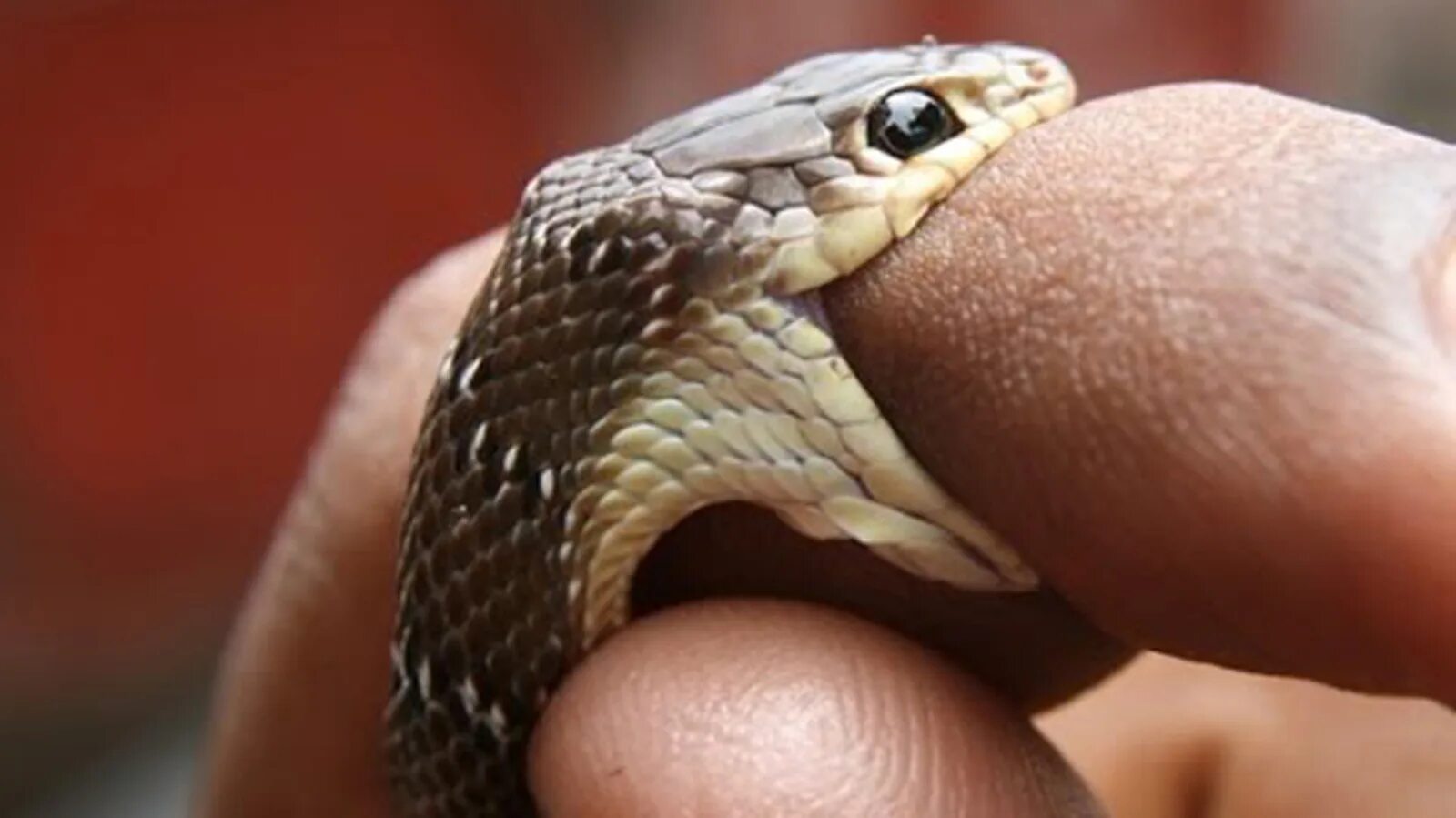 Snake bites. Змеи.