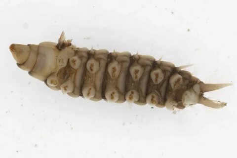 Larva личинка