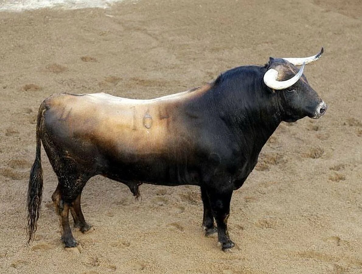 Голова быка. Рыба бык. Порода букалар. Самый большой бык шароле. The byk.