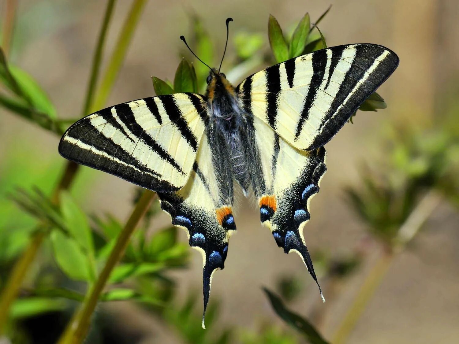 Бабочка хвостоносец подалирий. Подалирий (iphiclides podalirius). Бабочка парусник подалирий. Бабочка хвостоносец подалирий. Подалирий (iphiclides podalirius).