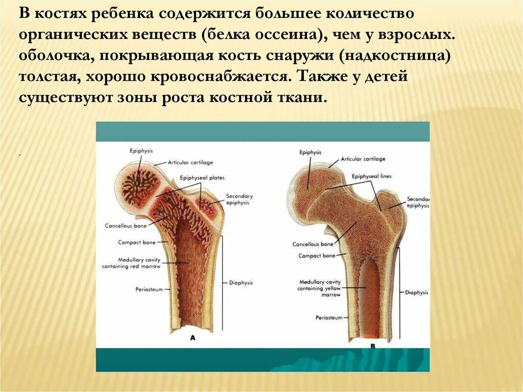 Рост костей у детей