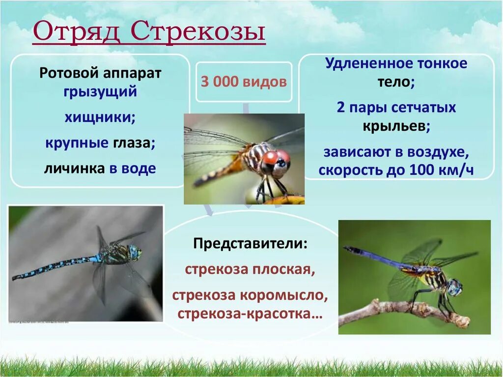 Отряд насекомых тип развития. Отряд Стрекозы. Стрекозы отряд насекомых. Представители мирекоз. Стрекощыпредставители.