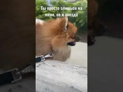 Я звезда а ты не звезда