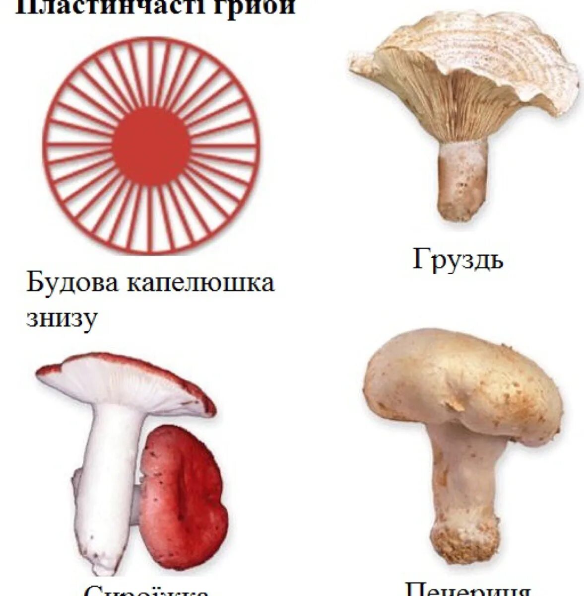 Имеют пластинчатые и трубчатые плодовые тела. Шляпочные пластинчатые грибы несъедобные. Шляпочные пластинчатые грибы съедобные. Грибы пластинчатые и трубчатые съедобные. Шляпочные трубчатые съедобные грибы.