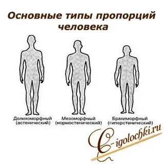 Типы пропорций
