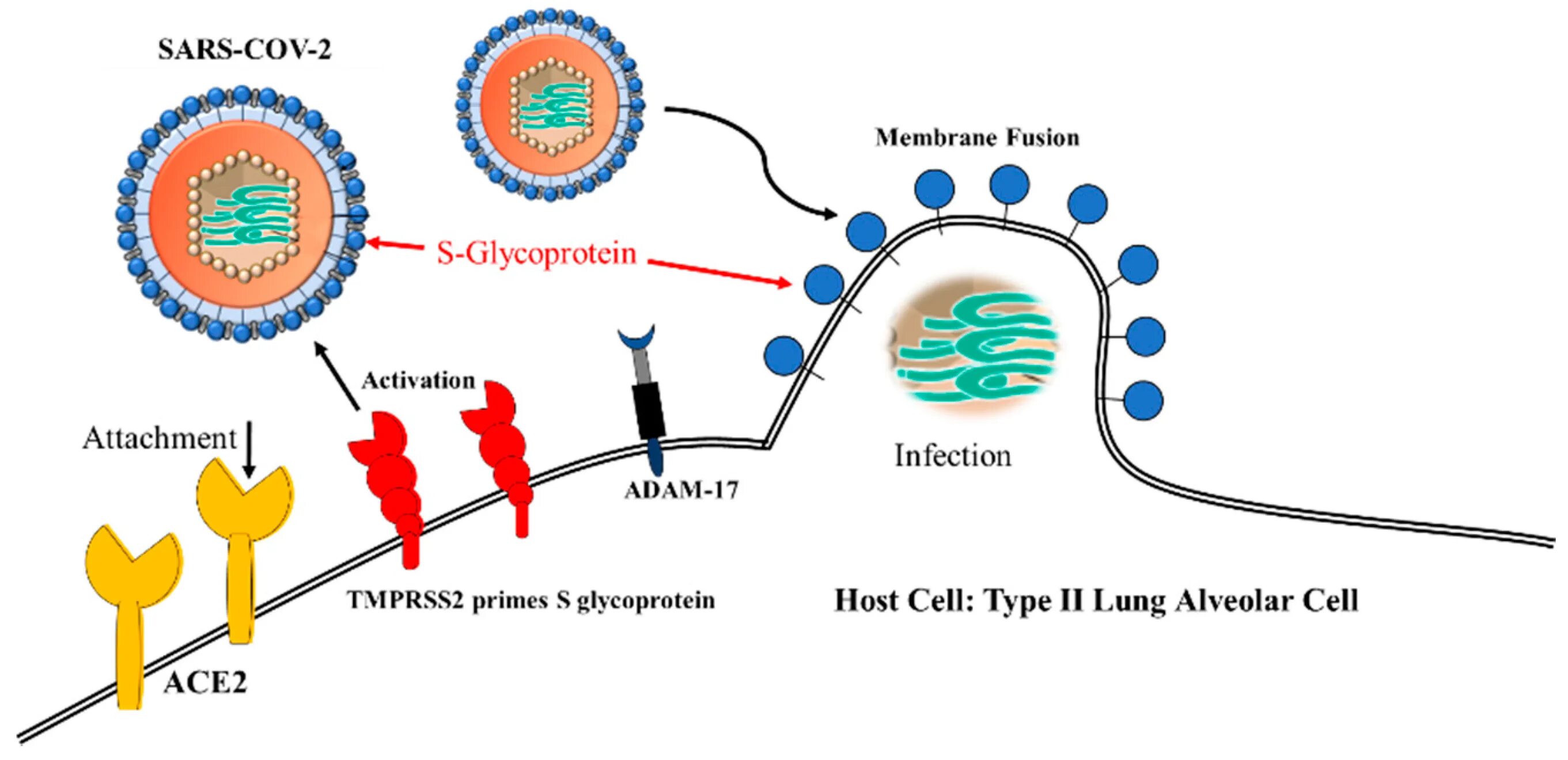 Рецептор ace2 и SARS-cov. Ace 2 Рецептор коронавирус. Жизненный цикл коронавируса SARS-cov-2. SARS-cov-2 механизм действия.