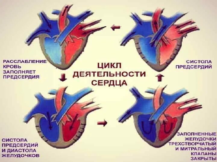 Систола предсердий систола желудочков и диастола. Сердечный цикл.фазы систолы диастолы желудочков. Сердечный цикл систола предсердий систола желудочков диастола. Систола и диастола схема. Систола левого предсердия