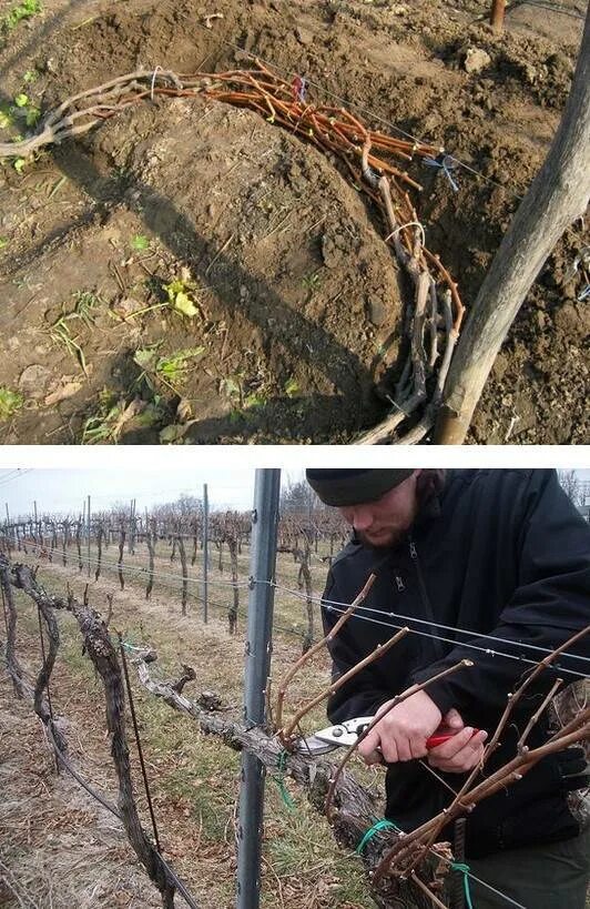 Обрезка винограда средней полосы. Подготовка винограда к зиме. Укрытие винограда осенью. Обрезка и укрытие винограда. Виноград на зиму укрыть и обрезать.