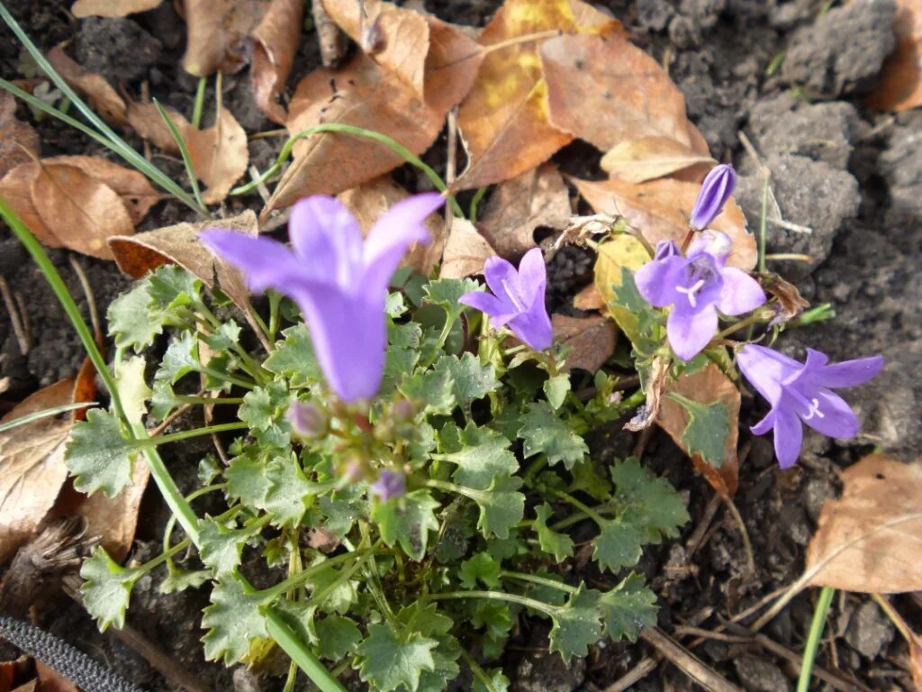 Колокольчик Портеншлага "Campala Iris". Магический колокольчик. Сказочный колокольчик. Колокольчик назван так