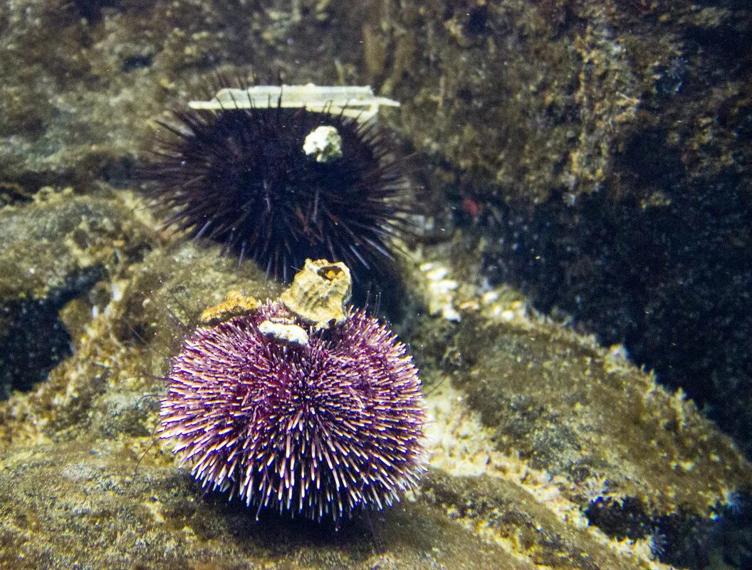 морской еж полинезия. морские ежи в сочи. памятник ежик в тумане иваново. памятник ежик в тумане иваново. еж иваново.