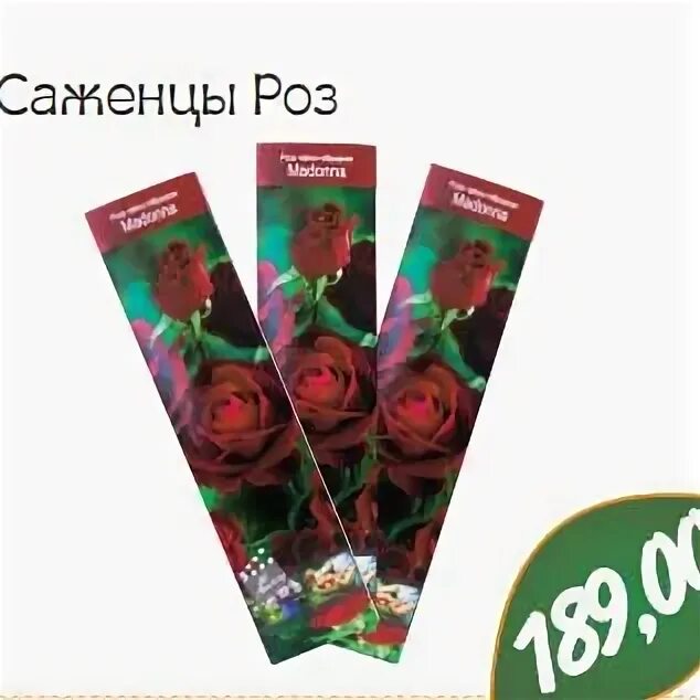 Саженцы роз в зеленых пакетах. Акция саженцы розы. Саженцы в ленте. Саженцы роз в ашане. Саженцы роз со скидкой.