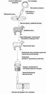 Для наработки белков человека часто используются клетки