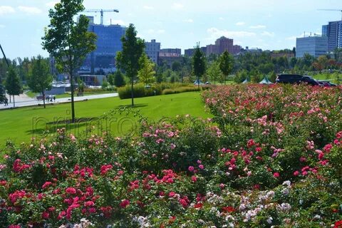 Город роз