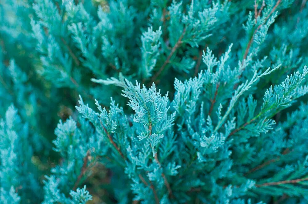 можжевельник скальный блю эрроу. можжевельник блю хевен. можжевельник вертикальный голубой. можжевельник скальный moonglow. блю роуз можжевельник.