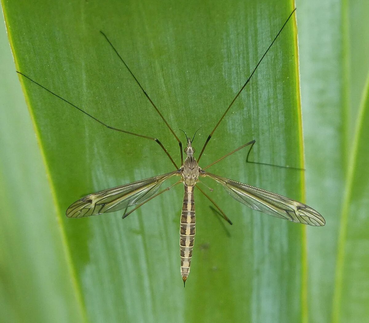 Типула насекомое. Типула. tipula maxima. tipula macrolabis.