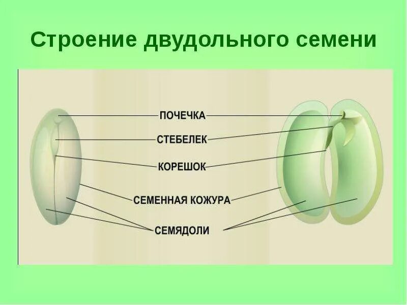 Семя внешнее и внутреннее строение. Семена яблони строение. Строение семени двудольного растения. Строение семени тыквы рисунок. Строение семян тыквы и яблони рисунок.