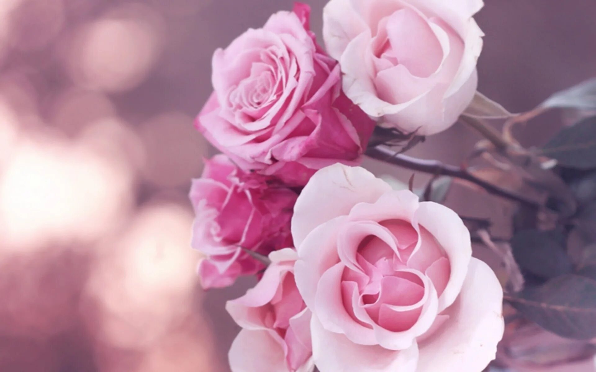 Нежные песни на телефон. Розовые цветы. Нежный цветок. Нежные цветочки. Нежно розовые цветы.