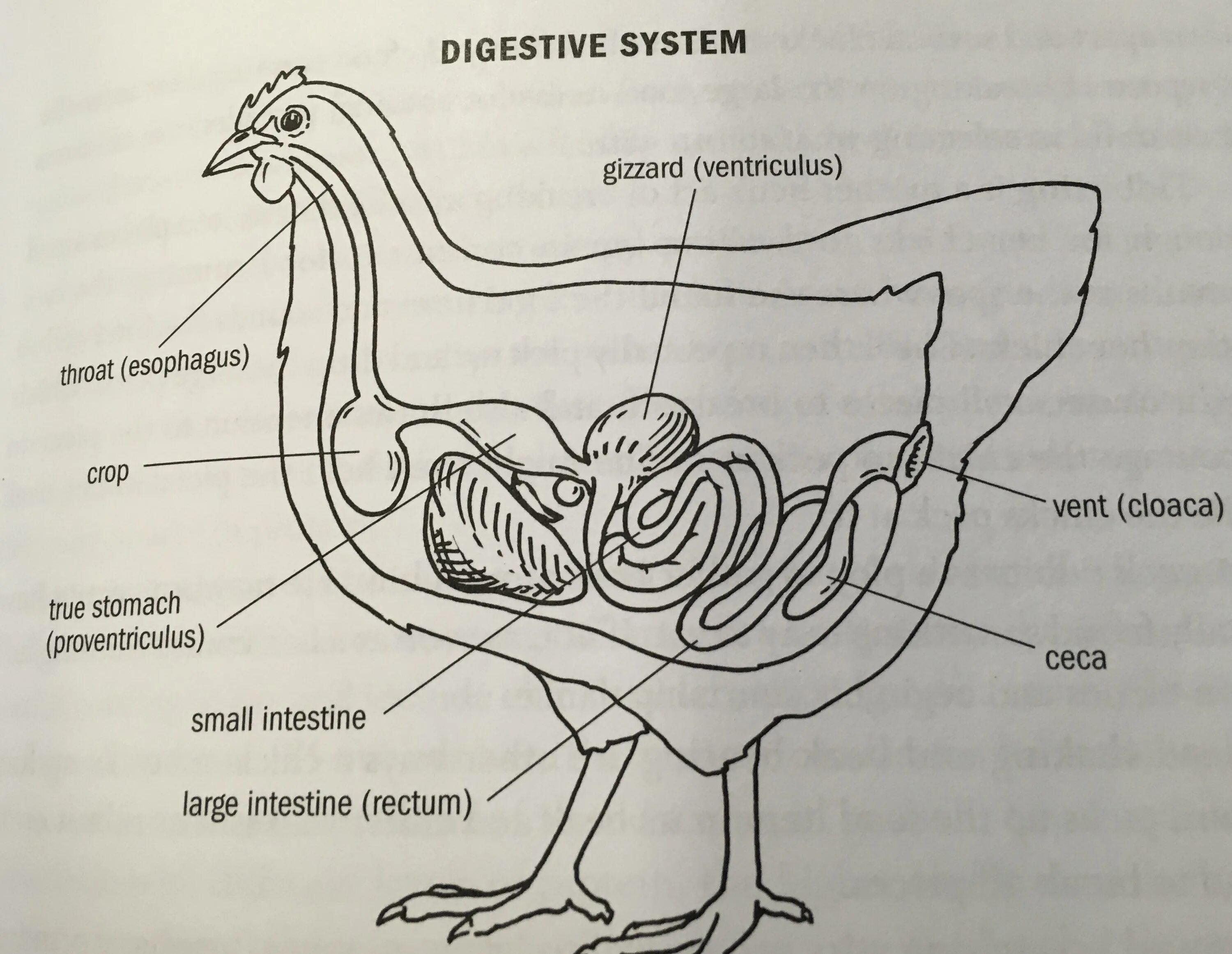 Строение пищеварительной системы птиц. Схема пищеварительной системы птицы. Пищеварительная система курицы анатомия. Строение курицы органы зоб.