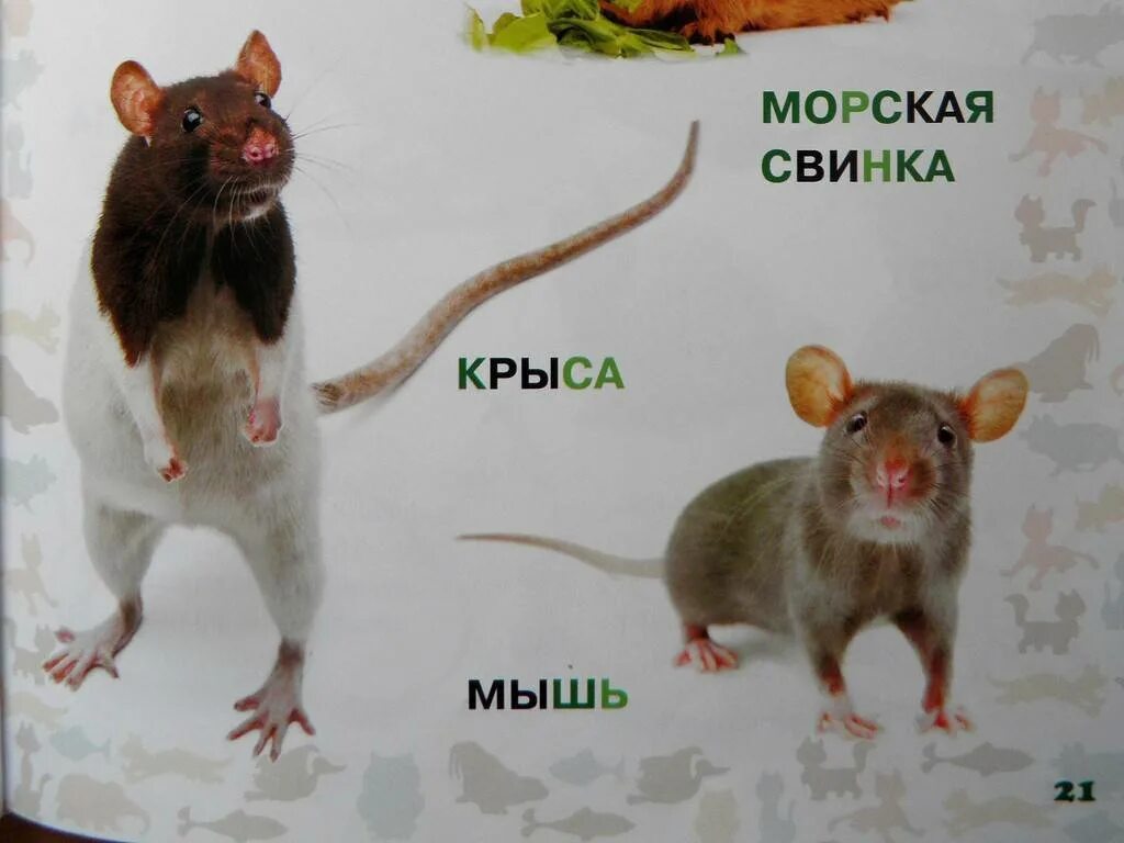 Крысы и мыши отличия и сходства. Отличие мыши от крысы хвост. Разница между крысой и мышью. Мышь и крыса разница. Как отличить мышь