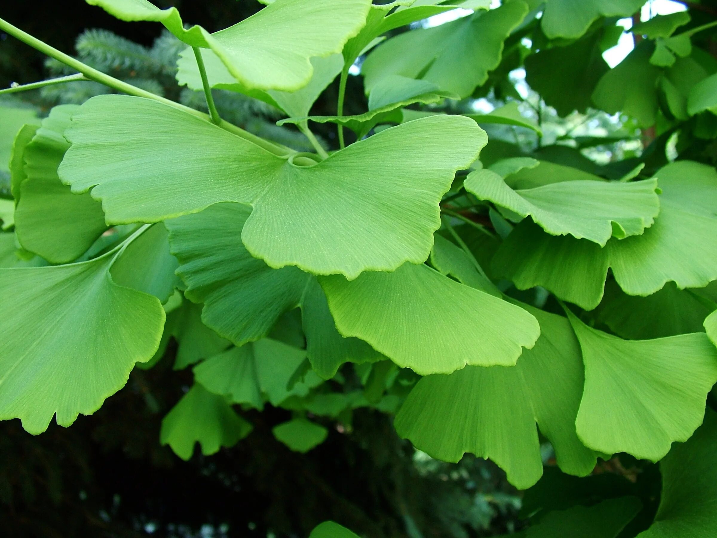 9 Beneficios y Propiedades del Ginkgo Biloba * FullMusculo Fiori, Piante, Frutta
