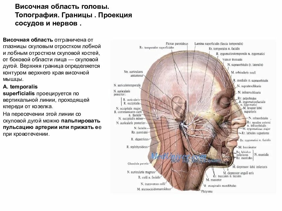 Иннервация мозгового отдела черепа. Височная область головы топография. Мозговой отдел головы топографическая анатомия височная область. Кровоснабжение и иннервация височной области.