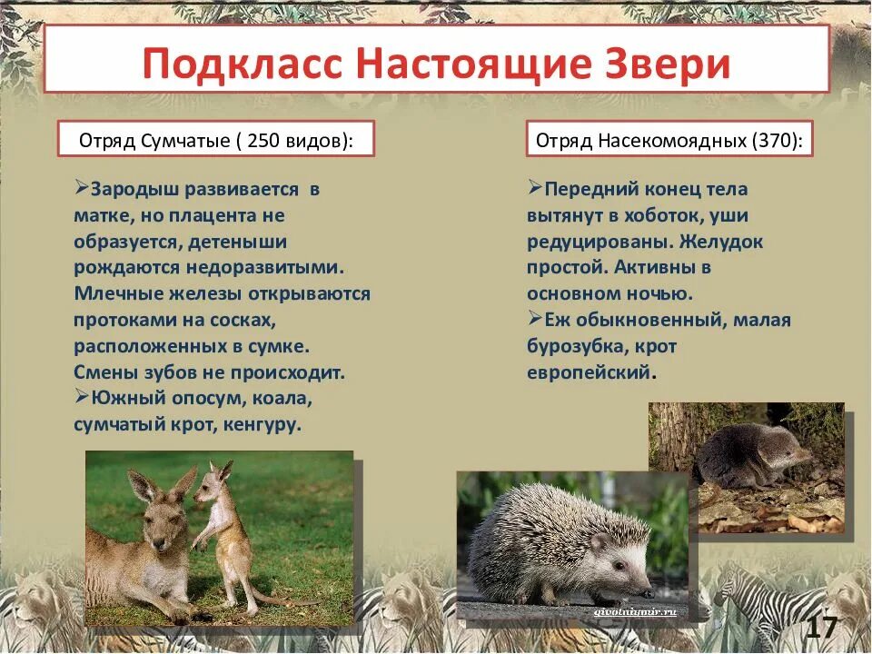 Класс настоящие звери