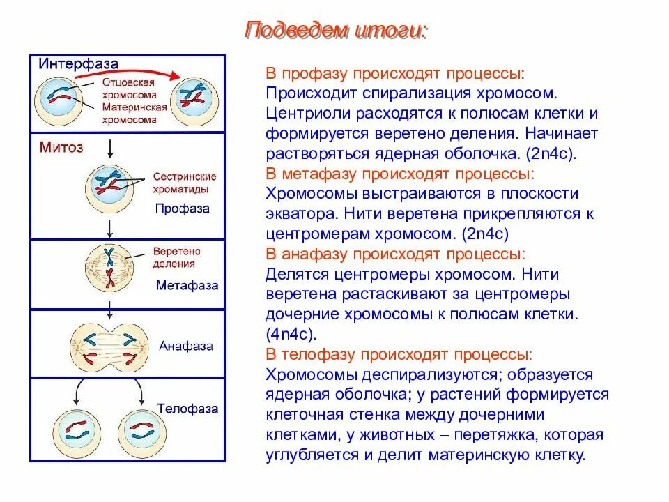 Фазы рисунок процессы. Таблица митоз-Непрямое деление клетки. Деление 1 интерфаза 1 процессы во время фазы. Схема стадии интерфазы и митоза. Процесс деления клетки профаза.