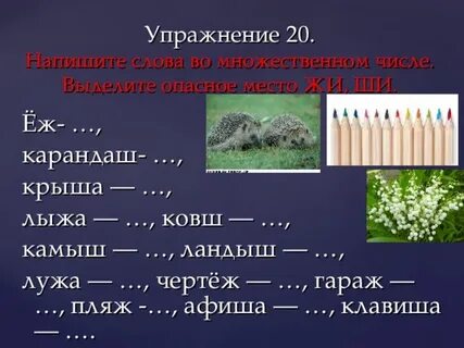 Ударение в слове камыши