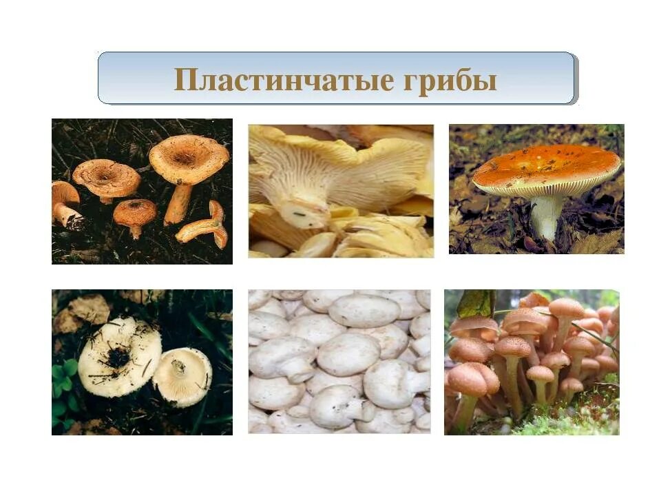 Кроссворд грибы 5 класс биология. Пластинчатый гриб кроссворд. Пластинчатый гриб кроссворд. Трубчатые грибы съедобные. Пластинчатый гриб кроссворд.