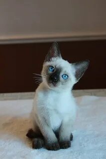 Бесплатные котята сиамская