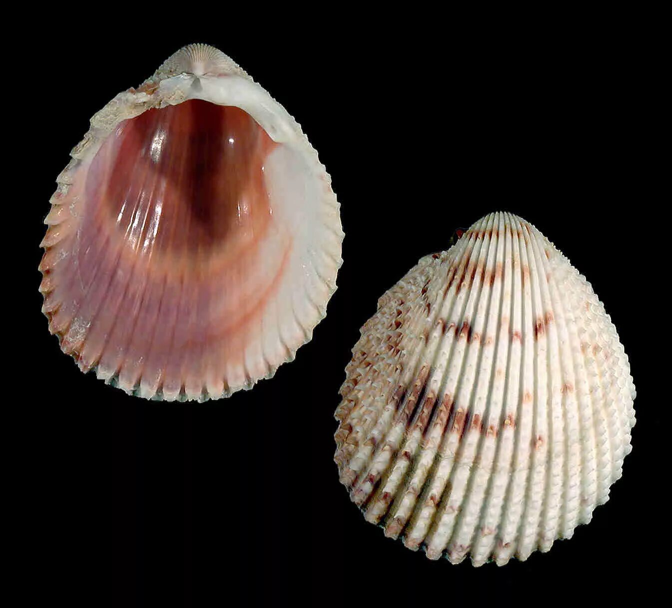 двустворчатые створки. донакс черноморский. двустворчатые створки. Anodonta anatina. створки раковины у двустворчатых моллюсков.